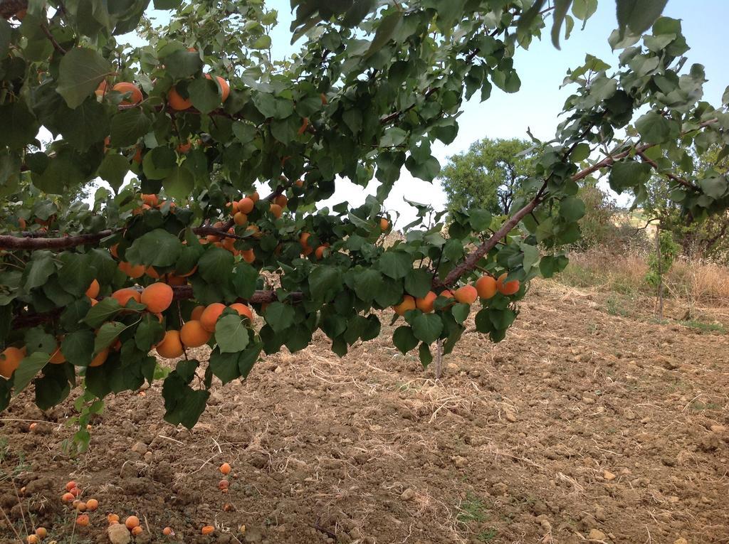 אגריג'נטו B&B A Robba De Pupi מראה חיצוני תמונה
